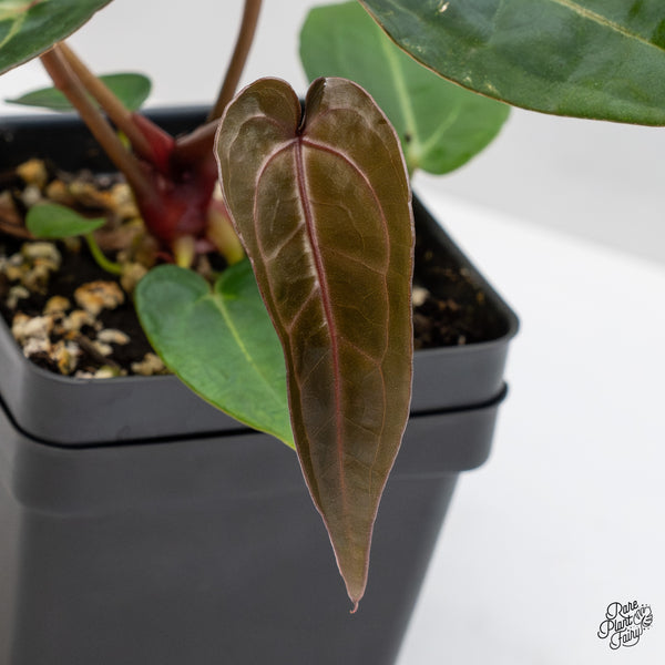 Anthurium Minerva '20' x Dark & Handsome '9' by DocBlock® (wk46-T)