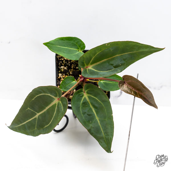 Anthurium Minerva '20' x Dark & Handsome '9' by DocBlock® (wk46-T)