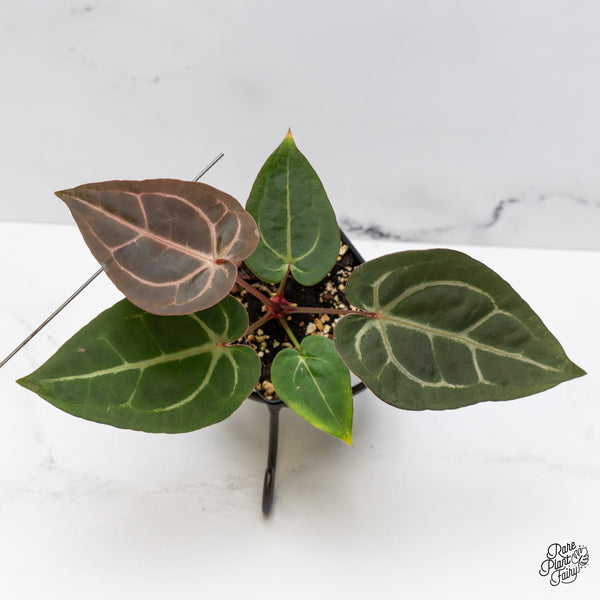 Anthurium Minerva '20' x Dark & Handsome '9' by DocBlock® (wk47-X)