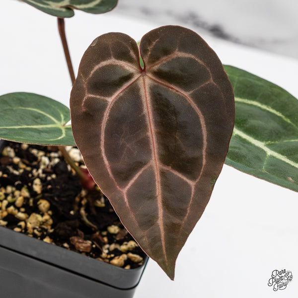 Anthurium Minerva '20' x Dark & Handsome '9' by DocBlock® (wk47-X)