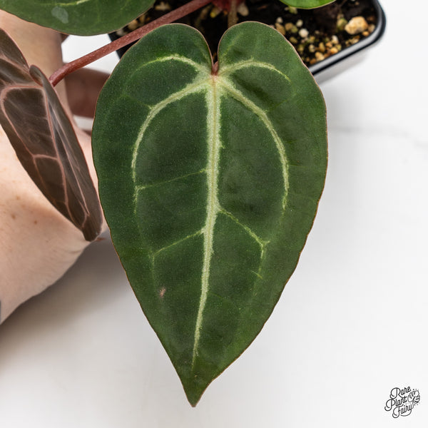 Anthurium Minerva '20' x Dark & Handsome '9' by DocBlock® (wk47-X)