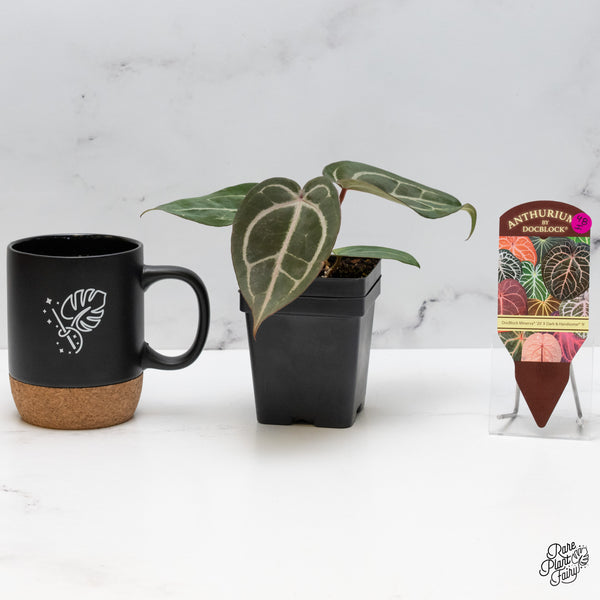 Anthurium Minerva '20' x Dark & Handsome '9' by DocBlock® (wk48-I)