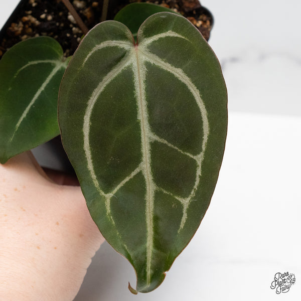 Anthurium Minerva '20' x Dark & Handsome '9' by DocBlock® (wk48-I)