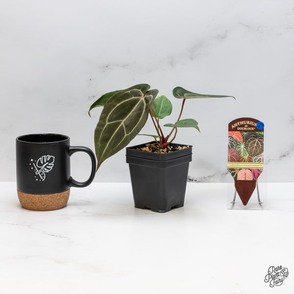 Anthurium Minerva '20' x Dark & Handsome '9' by DocBlock® (wk49-A)