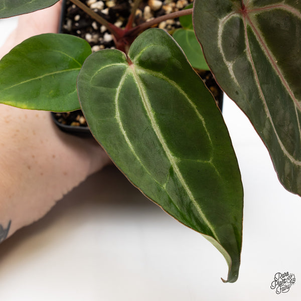 Anthurium Minerva '20' x Dark & Handsome '9' by DocBlock® (wk49-A)