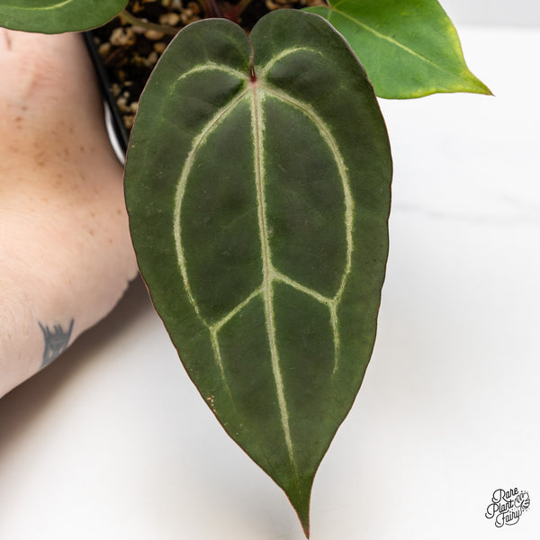 Anthurium Minerva '20' x Dark & Handsome '9' by DocBlock® (wk49-A)