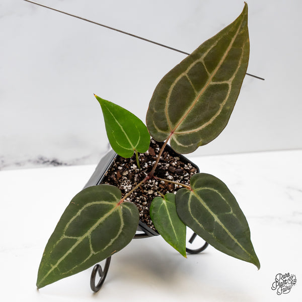 Anthurium Minerva '20' x Dark & Handsome '9' by DocBlock® (wk49-O)