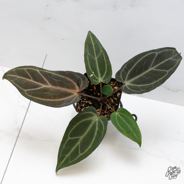 Anthurium Minerva '20' x Dark & Handsome '9' by DocBlock® (wk50-P)