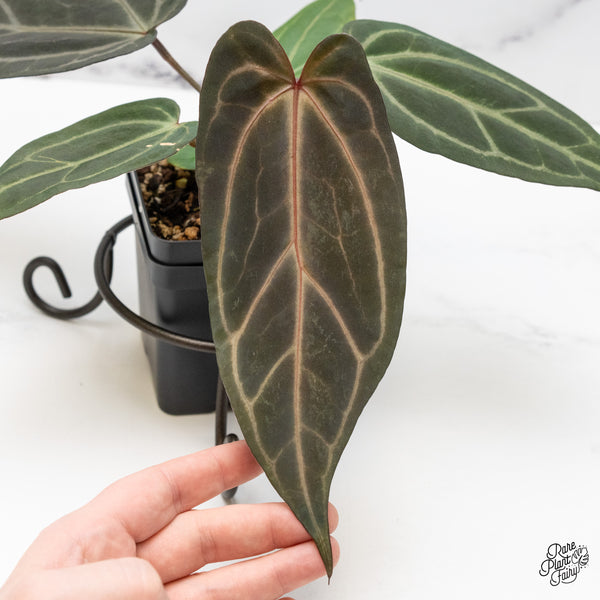 Anthurium Minerva '20' x Dark & Handsome '9' by DocBlock® (wk50-P)