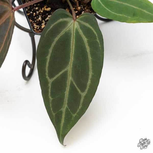 Anthurium Minerva '20' x Dark & Handsome '9' by DocBlock® (wk50-P)