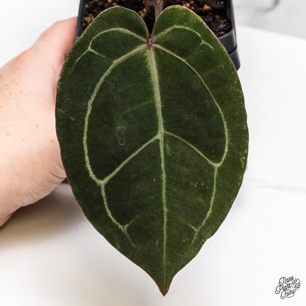 Anthurium Purple Rain '27' x Lynette '18' by DocBlock® (wk47-Z)