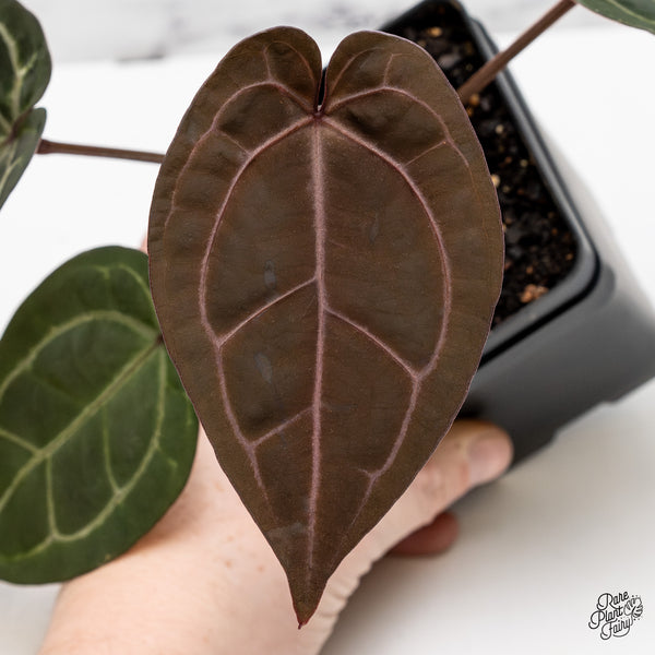 Anthurium Purple Rain '27' x Lynette '18' by DocBlock® (wk47-Z)