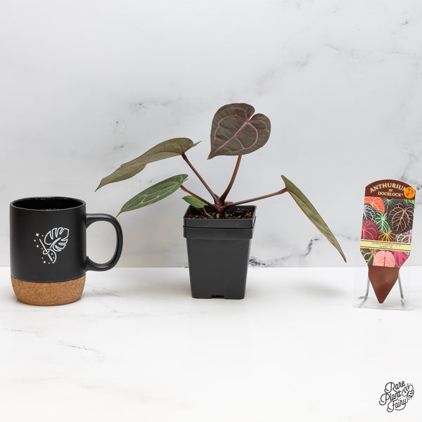 Anthurium Purple Rain '27' x Lynette '18' by DocBlock® (wk47-Z)