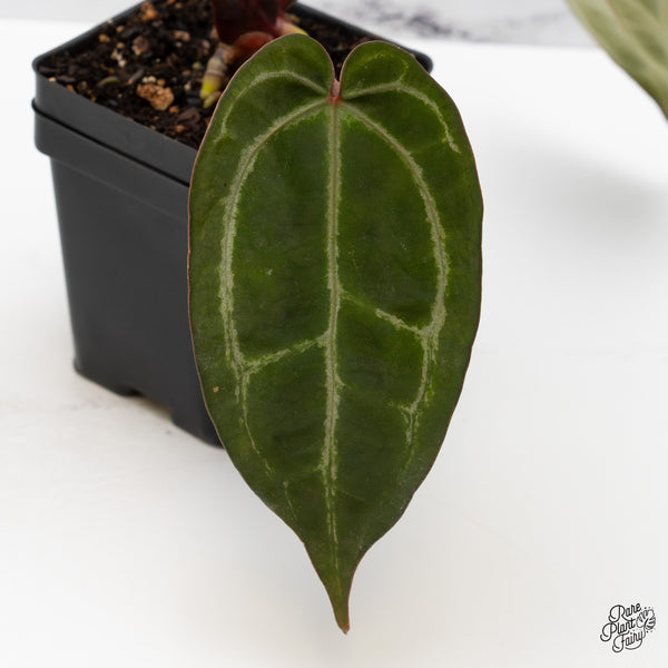 Anthurium Purple Rain '27' x Lynette '18' by DocBlock® (wk49-E)