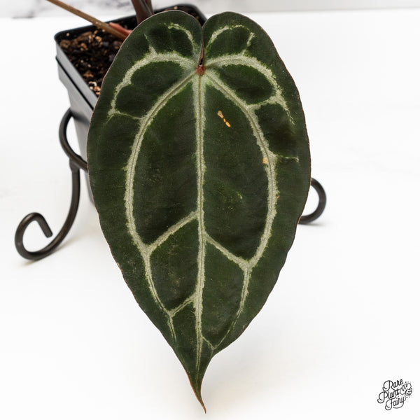 Anthurium Purple Rain '27' x Lynette '18' by DocBlock® (wk49-E)