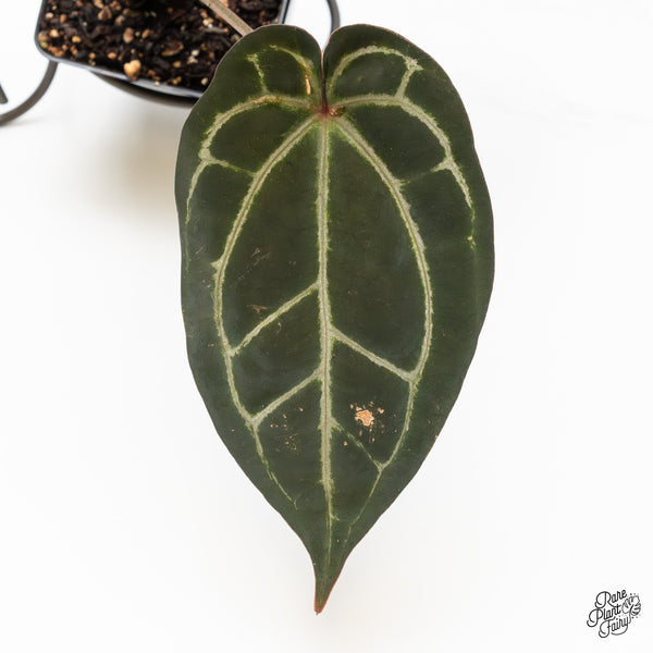 Anthurium Purple Rain '27' x Lynette '18' by DocBlock® (wk49-E)