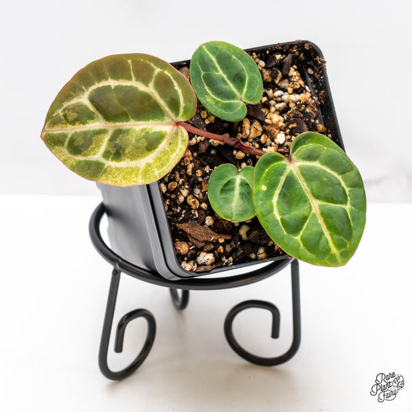 Variegated Anthurium Zara '31' x Zara '14' by DocBlock® (wk46-AC)