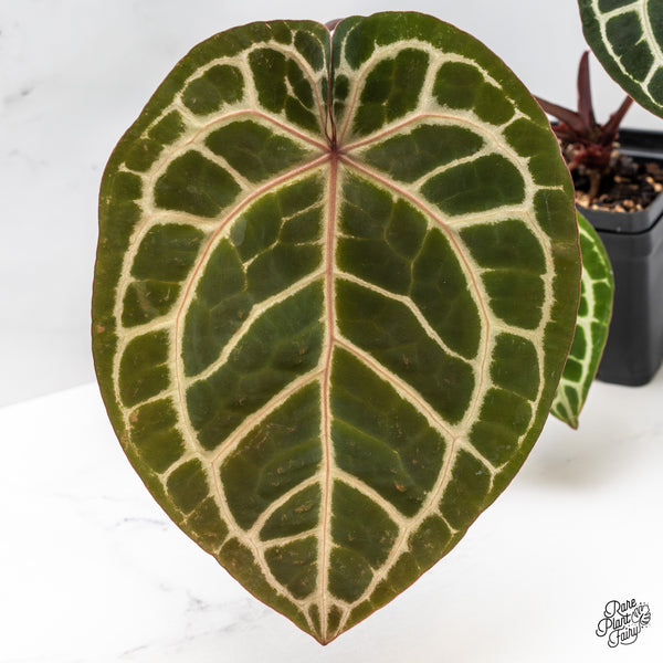 Anthurium Zara '33' x Zara '29' by DocBlock® (wk46-B)