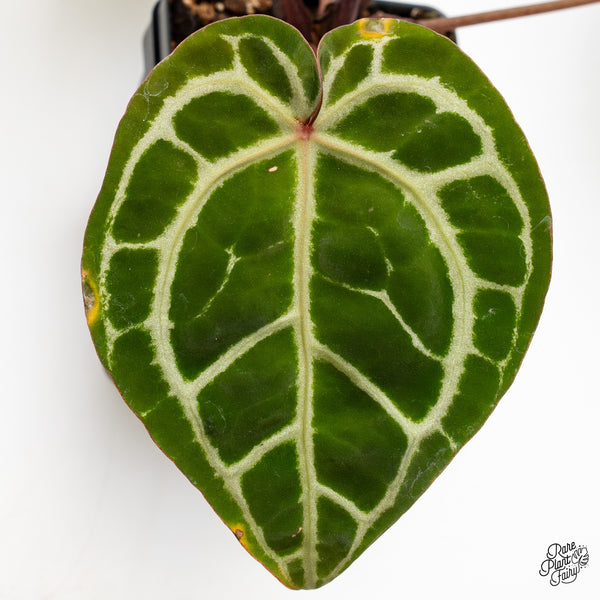 Anthurium Zara '33' x Zara '29' by DocBlock® (wk46-B)