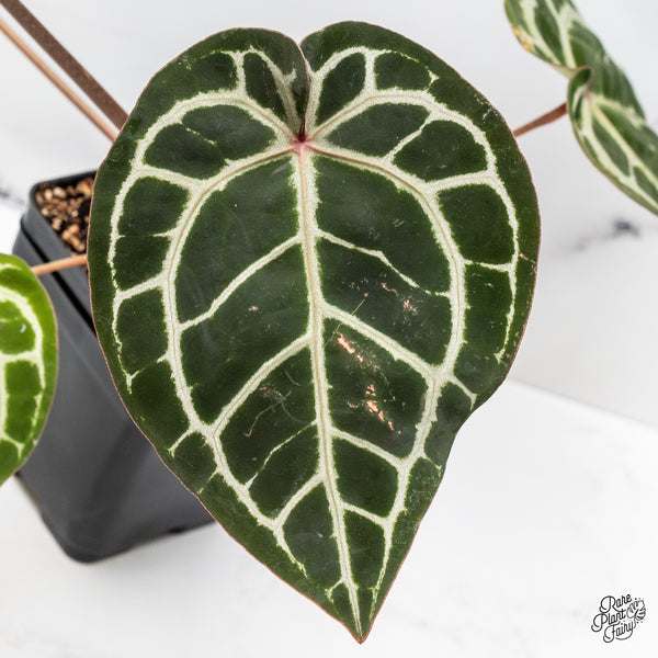 Anthurium Zara '33' x Zara '29' by DocBlock® (wk46-B)