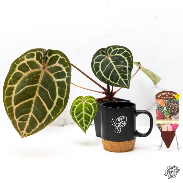 Anthurium Zara '33' x Zara '29' by DocBlock® (wk46-B)