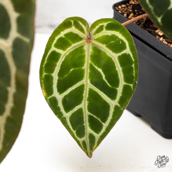 Anthurium Zara '33' x Zara '29' by DocBlock® (wk46-B)