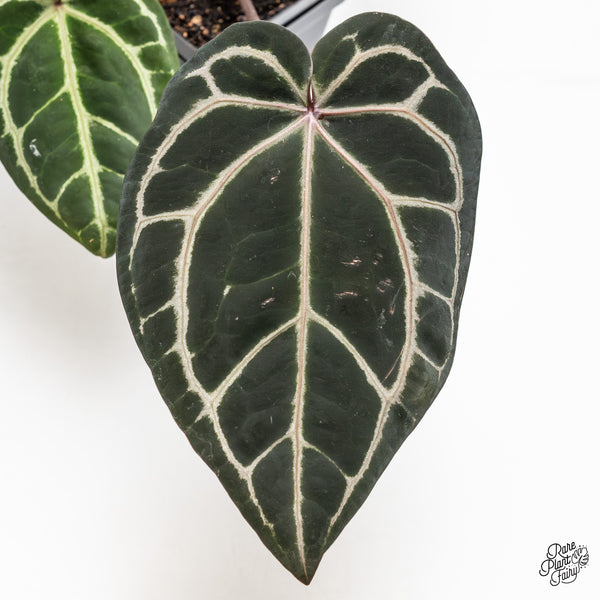 Anthurium Zara '33' x Zara '29' by DocBlock® (wk47-W)