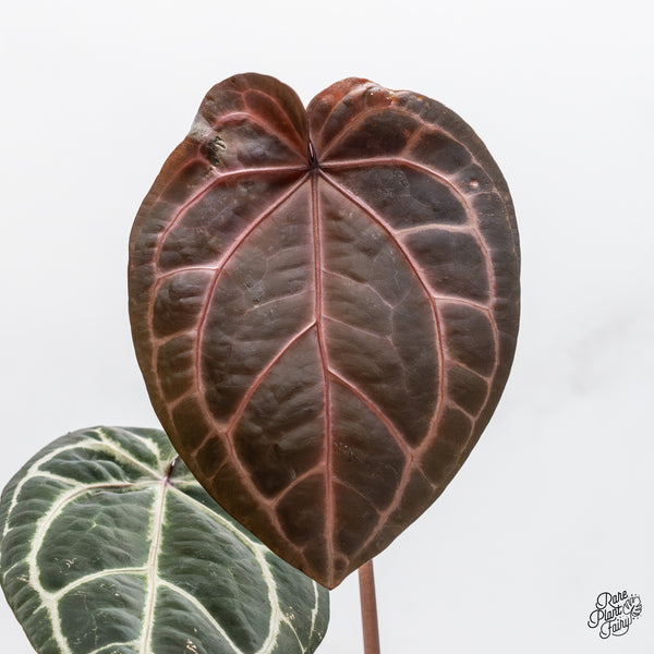 Anthurium Zara '33' x Zara '29' by DocBlock® (wk47-W)