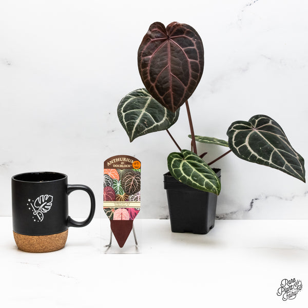 Anthurium Zara '33' x Zara '29' by DocBlock® (wk47-W)