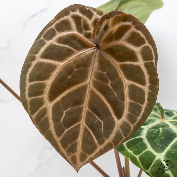 Anthurium Zara '33' x Zara '29' by DocBlock® (wk6-K)