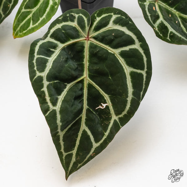 Anthurium Zara '33' x  Home, Sweet Home '32' by DocBlock® (wk46-X)