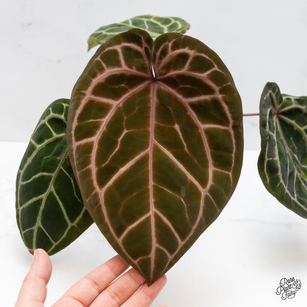 Anthurium Zara '3' x Zara '33' by DocBlock® (wk48-P)