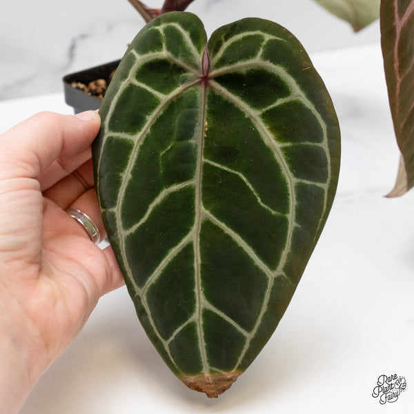 Anthurium Zara '3' x Zara '33' by DocBlock® (wk48-P)