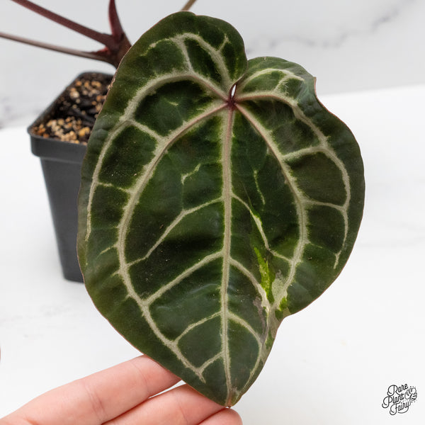 Anthurium Zara '3' x Zara '33' by DocBlock® (wk48-P)