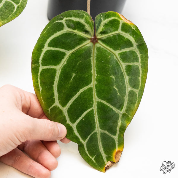 Variegated Anthurium Zara '3' x Zara '33' by DocBlock®  (wk48-UG)