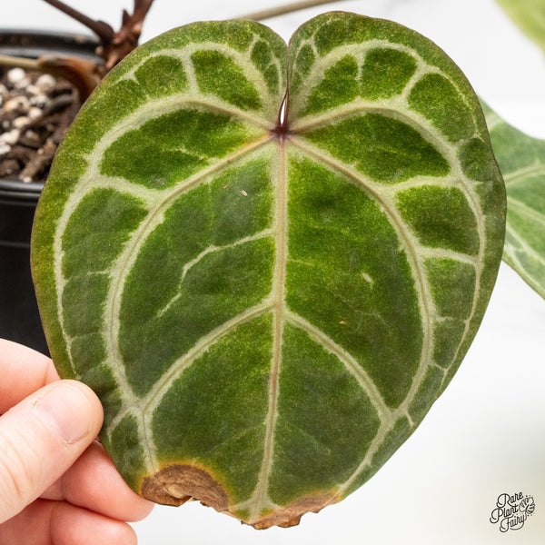 Variegated Anthurium Zara '3' x Zara '33' by DocBlock®  (wk48-UG)