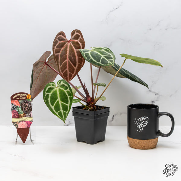 Anthurium Thor's Lightning '51' x Crystal Red '12' by DocBlock® (wk47-J)