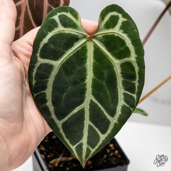 Anthurium Thor's Lightning '51' x Crystal Red '12' by DocBlock® (wk47-J)