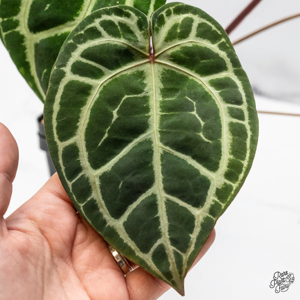 Anthurium Thor's Lightning '51' x Crystal Red '12' by DocBlock® (wk48-M)