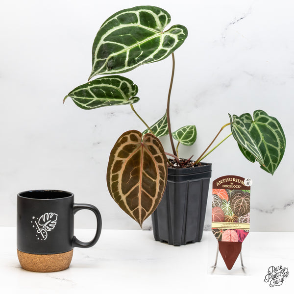 Anthurium Thor's Lightning '51' x Crystal Red '12' by DocBlock® (wk50-R)