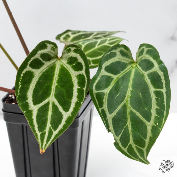 Anthurium Thor's Lightning '51' x Crystal Red '12' by DocBlock® (wk50-R)