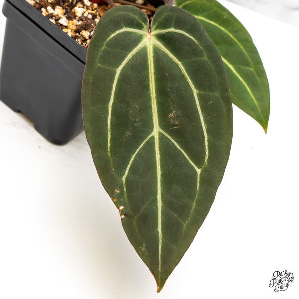 Anthurium Home, Sweet Home '32' x Dark & Handsome '9' by DocBlock® (wk46-W)