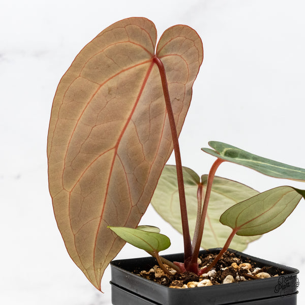 Anthurium Home, Sweet Home '32' x Dark & Handsome '9' by DocBlock® (wk46-W)