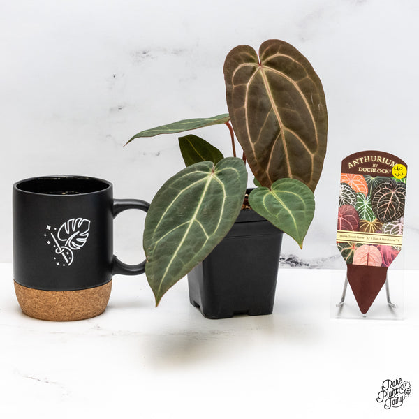 Anthurium Home, Sweet Home '32' x Dark & Handsome '9' by DocBlock® (wk46-W)