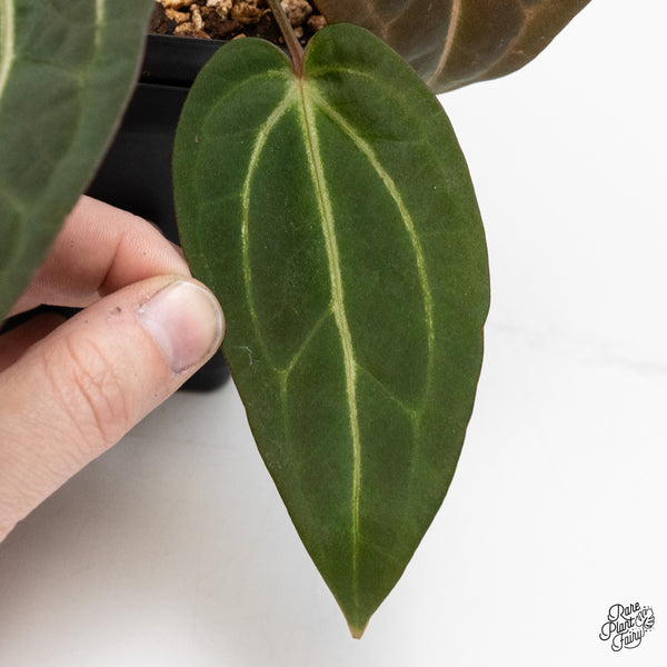 Anthurium Home, Sweet Home '32' x Dark & Handsome '9' by DocBlock® (wk46-W)