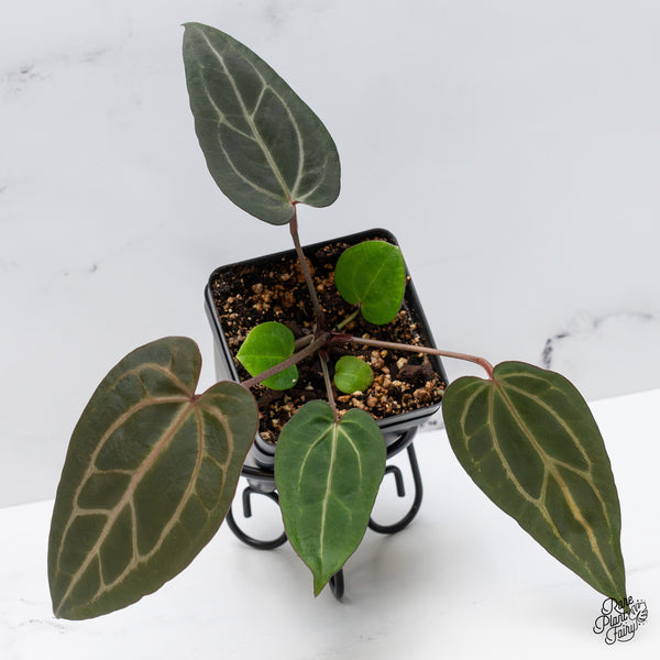 Anthurium Home, Sweet Home '32' x Dark & Handsome '9' by DocBlock® (wk47-A)