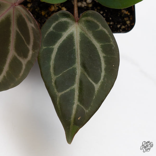 Anthurium Home, Sweet Home '32' x Dark & Handsome '9' by DocBlock® (wk47-G)