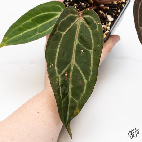 Anthurium Home, Sweet Home '32' x Dark & Handsome '9' by DocBlock® (wk48-W)