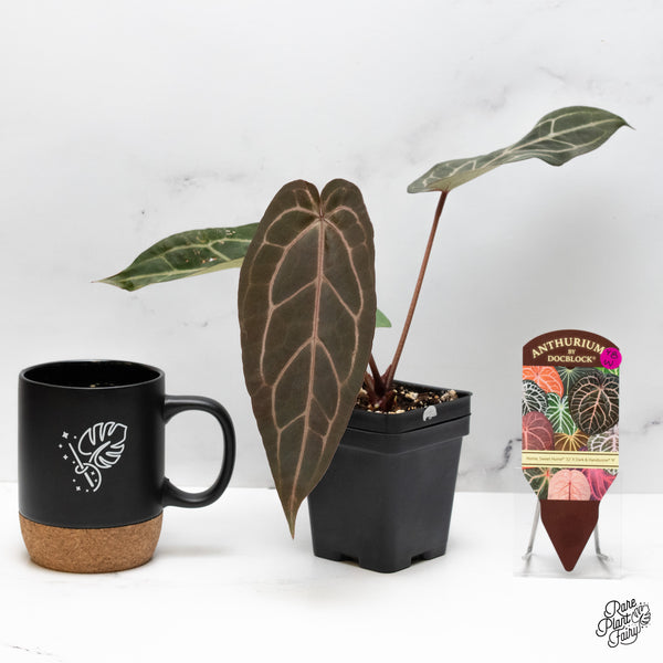 Anthurium Home, Sweet Home '32' x Dark & Handsome '9' by DocBlock® (wk48-W)