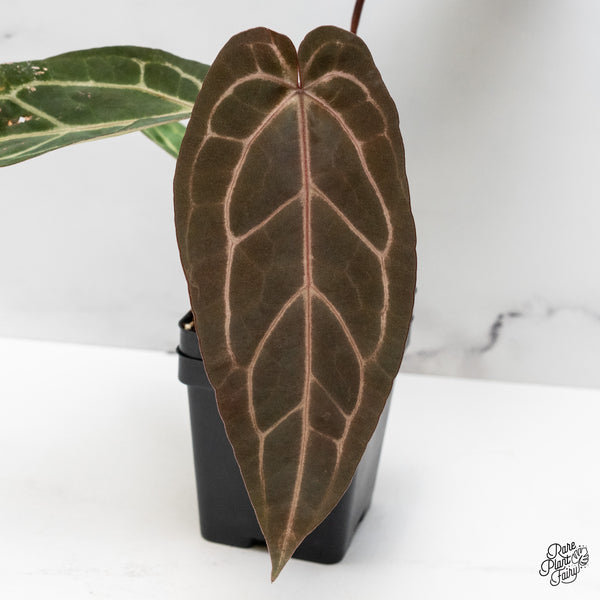 Anthurium Home, Sweet Home '32' x Dark & Handsome '9' by DocBlock® (wk48-W)